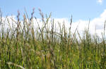 Austria - how a grasshopper sees it by Amaterasuscorp1