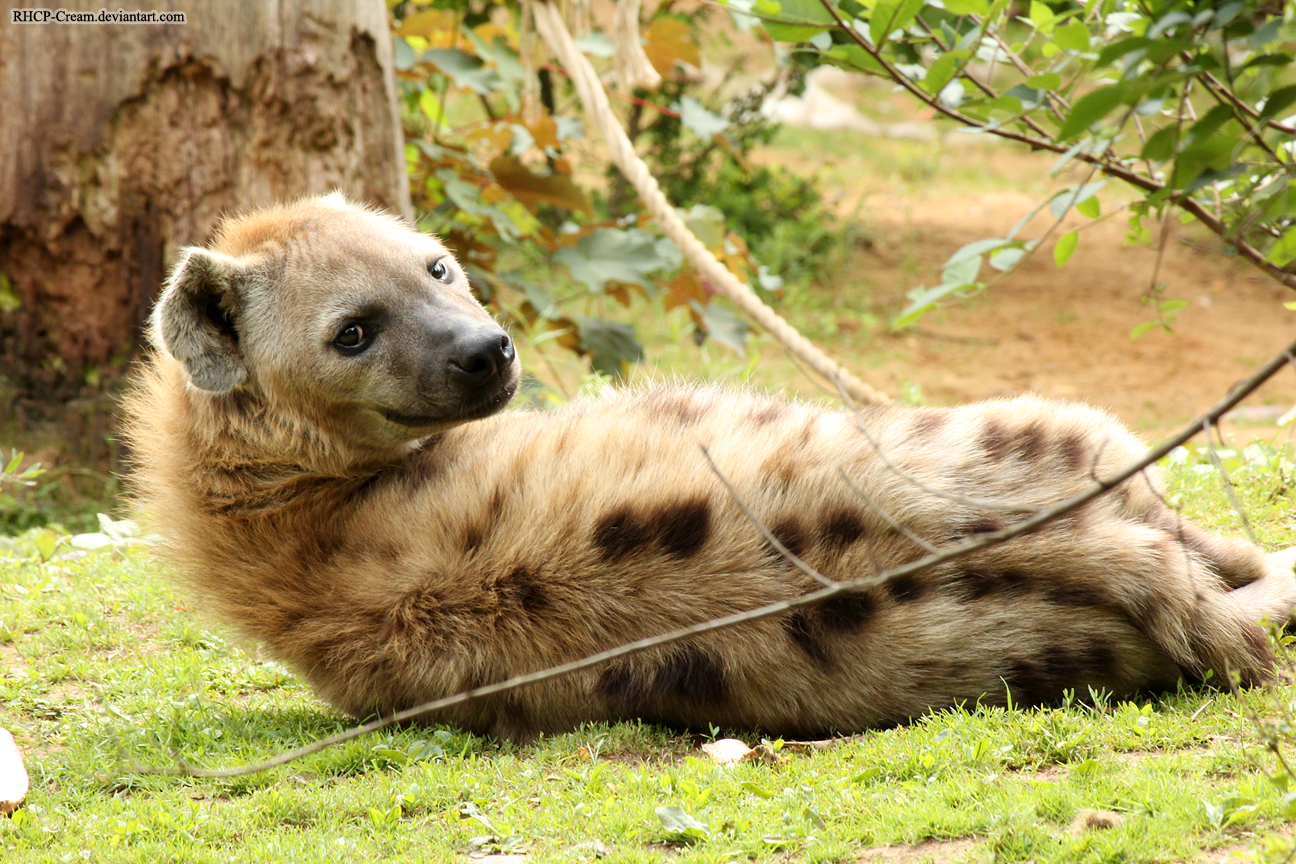 Spotted Hyena 04 by RHCP-Cream