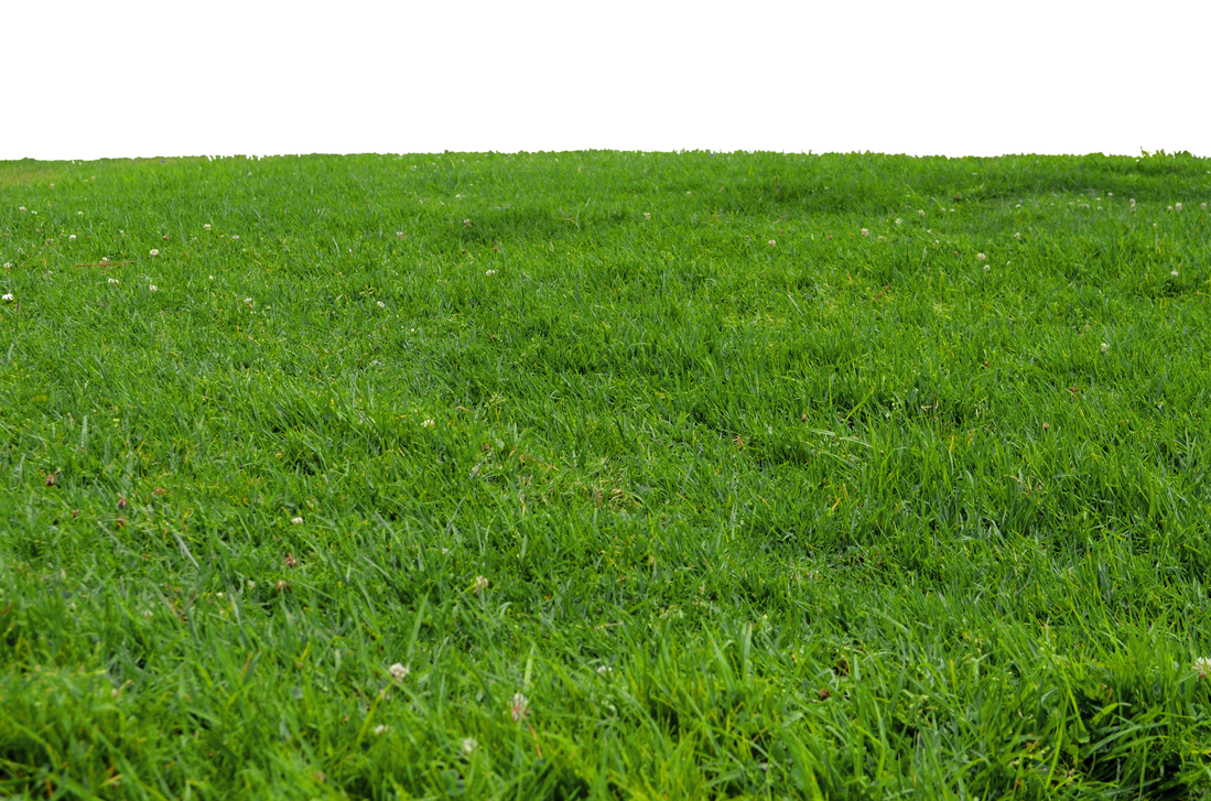 Grass at Park 1 Stock Photo-PNG-0166 by annamae22 on DeviantArt