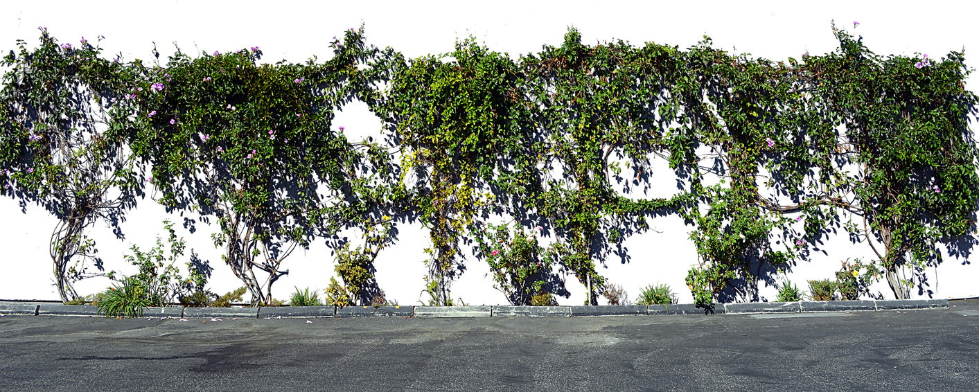 Vines Leaves Plants On Wall PNG Stock Photo 0011 By Annamae22 On DeviantArt vines-leaves-plants-on-wall-png-stock-photo-0011-by-annamae22-on-deviantart