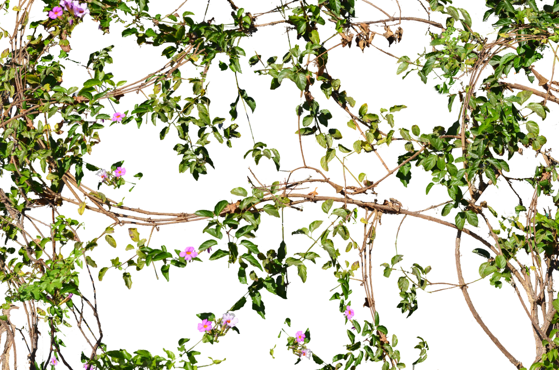 Vines Flowers Growing on a Wall Stock Photo_2 PNG by annamae22 on