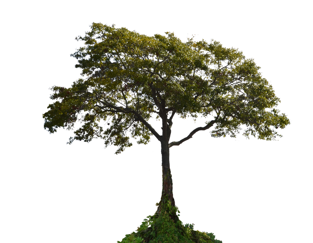 Tree PNG Stock Photo 0001 by annamae22 on DeviantArt