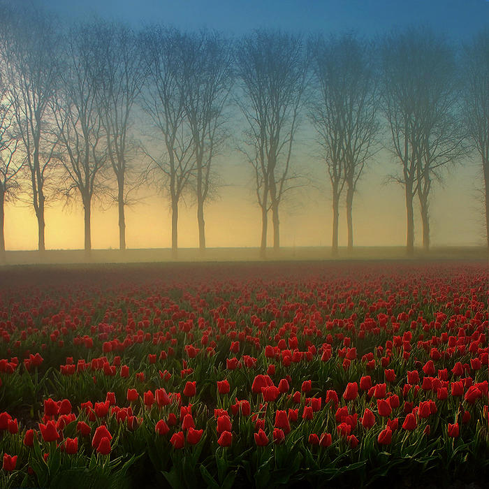 morning landscape 34 by wienwal