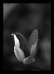 Tulip by angela80b