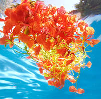 Color Splash by SachaKalis