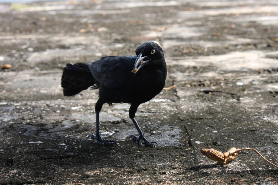 Crow I by EverythingIsInStock