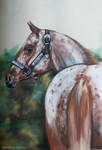 Appaloosa horse Gentl by Jniq