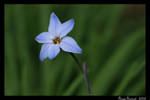 Ipheion Star Flower by Firey-Sunset