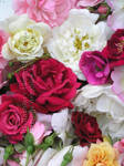 Rose Collection by 12monthsOFwinter