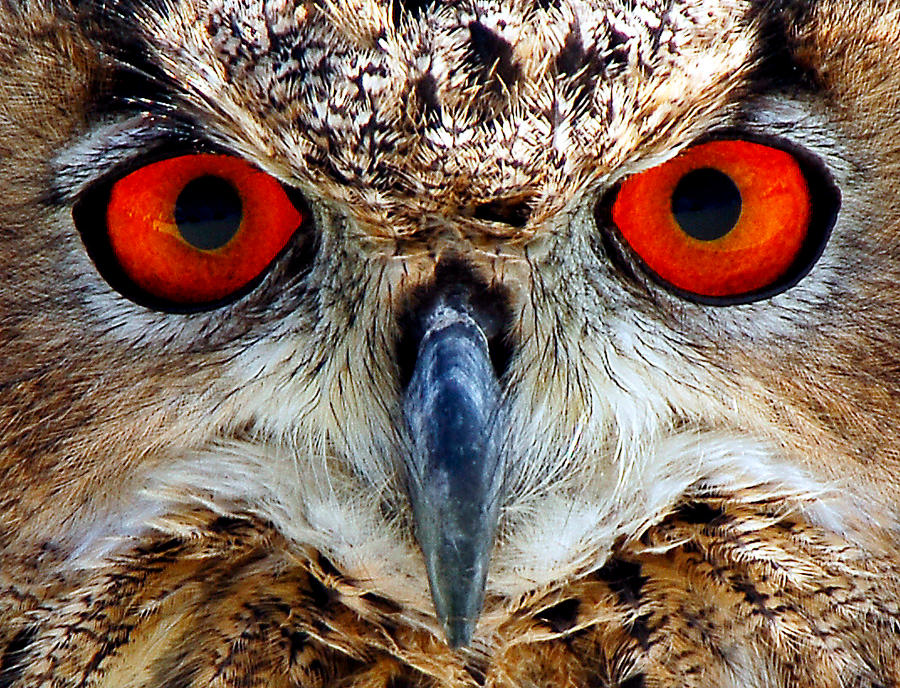 Eagle Owl by daemon-spyder