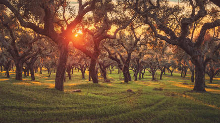 Sunset in Between the Cork Oaks by Matthias-Haker