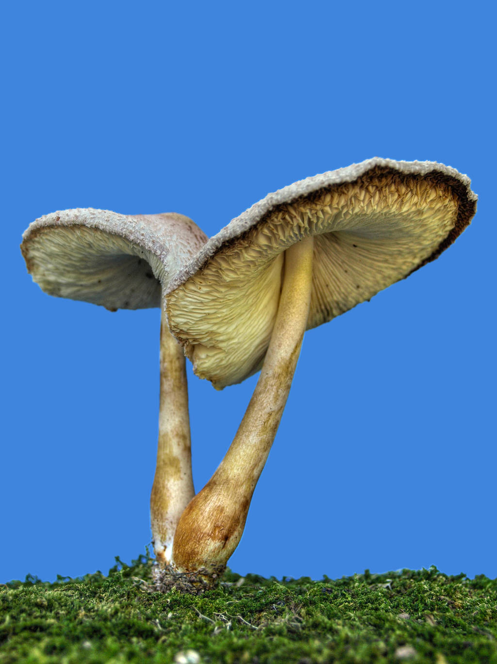 More Mushrooms 4 by Dracoart-Stock