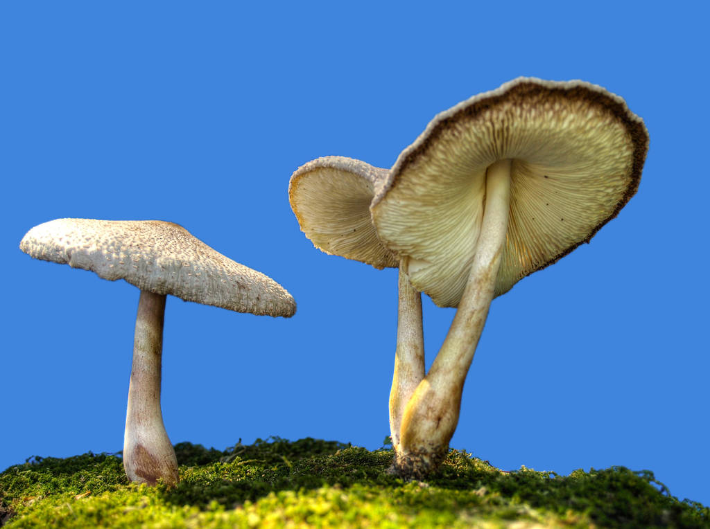 More Mushrooms 9 by Dracoart-Stock