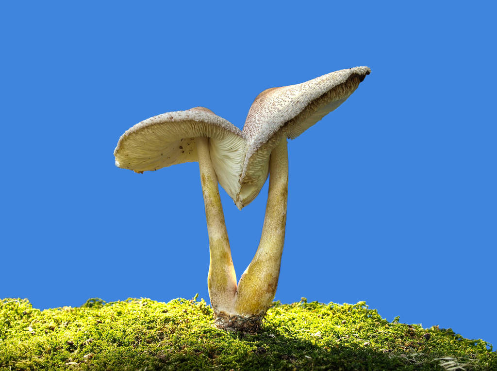 More Mushrooms 14 by Dracoart-Stock