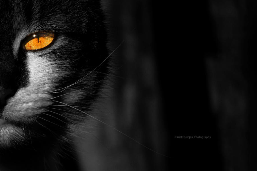 Catwalk by RadekDemjan