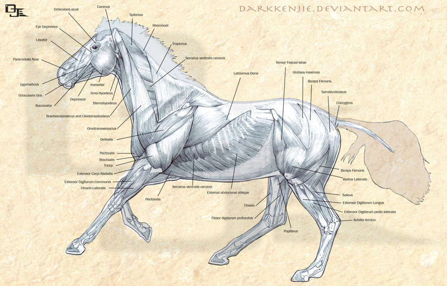 Horse Muscles Anatomy by DarkKenjie