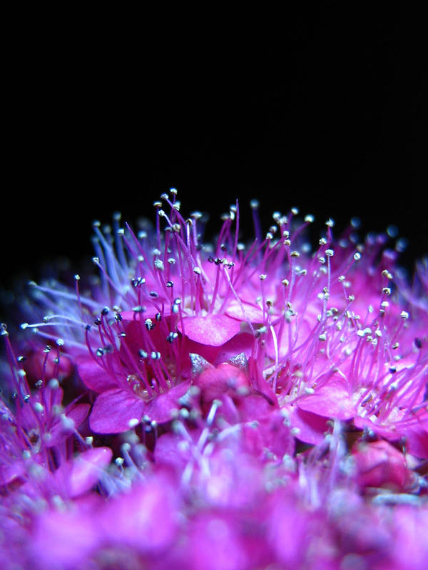 violet. by LeandrasStock