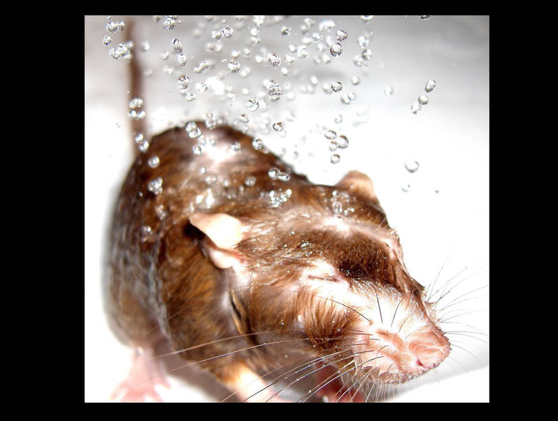 Rat bath by mysticrat on DeviantArt