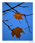 Contrast by lynsea