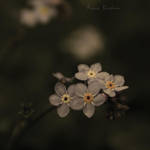 Memory. by the-beautiful-game