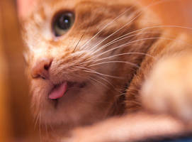 Another photo of the Red cat_12 by Eevl