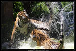 Flying Tiger by Arwen91