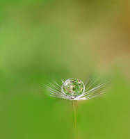 Tiny by IreneHorvath