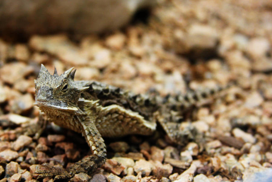 Horned Lizard by StewartSteve