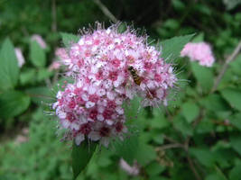 Baby Bee by Wolfstock95