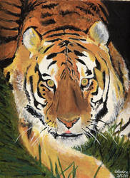 tiger by systematakada