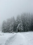 Into the wood by tuku-stock