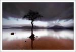 Milarrochy Tree by DL-Photography