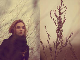 branches. by Altingfest