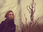 branches. by Altingfest
