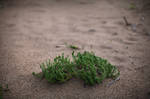 moss. by Altingfest