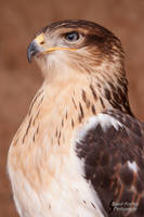Ornate Hawk Eagle by Azany on DeviantArt