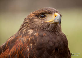 Ornate Hawk Eagle by Azany on DeviantArt
