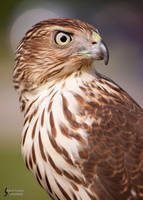 Ornate Hawk Eagle by Azany on DeviantArt