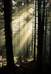 Into the forest. by thoosah
