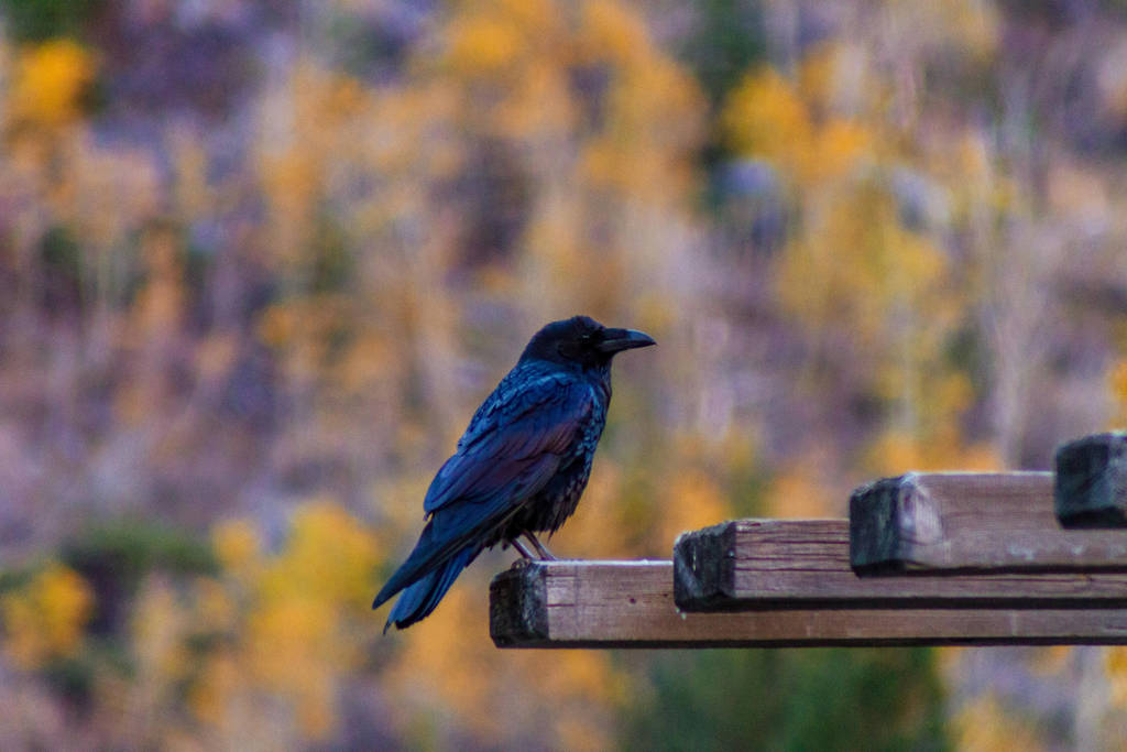 Raven in fall colors by Mana-C-E