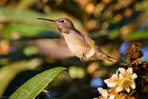 Moving on to the next flower by isotophoto