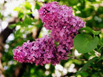 Lilacs 1 by out-on-a-limb