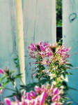 Flower and Fence v2 by barefootphotos
