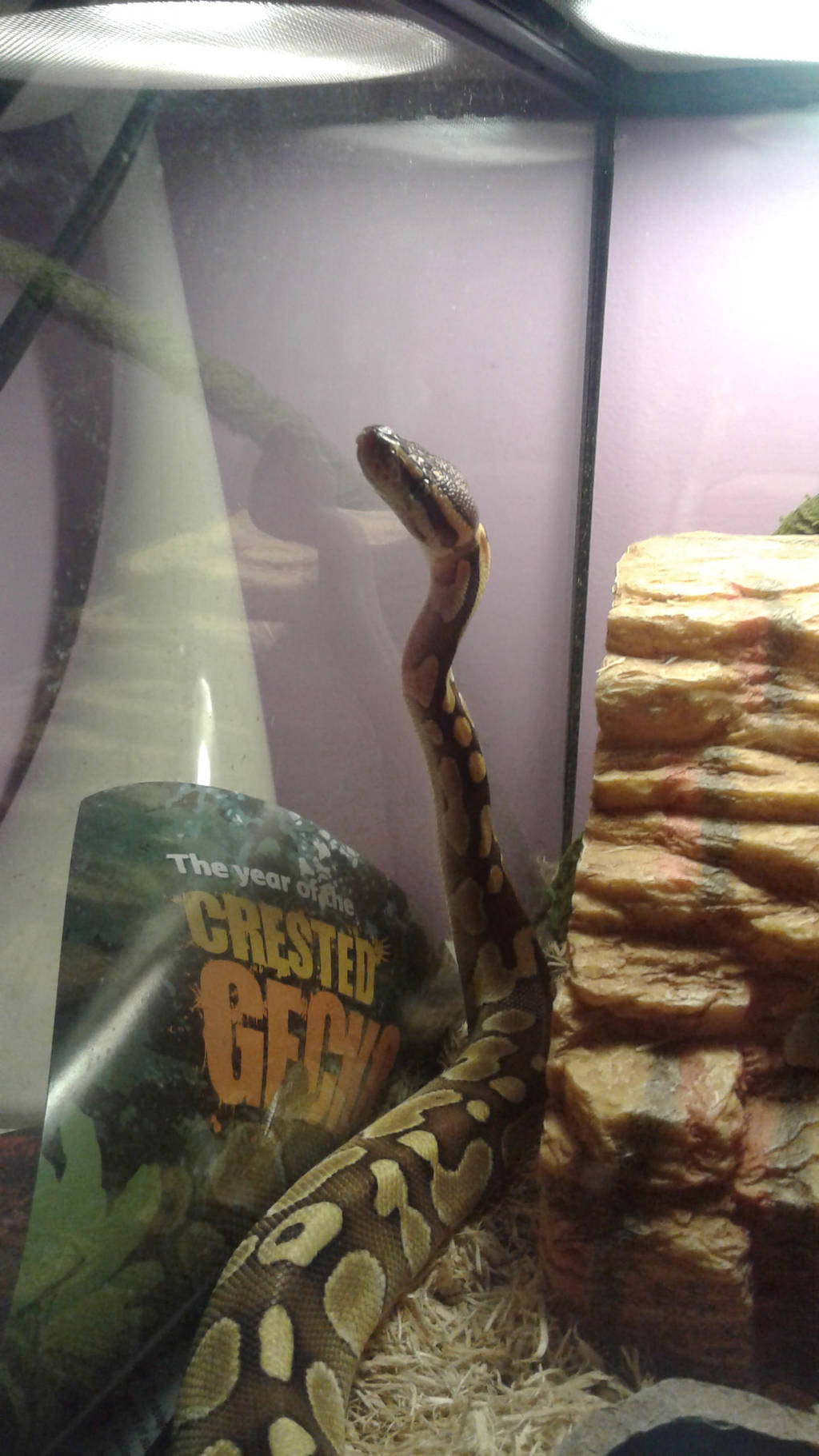 A Noodle Snek by Redwolfless
