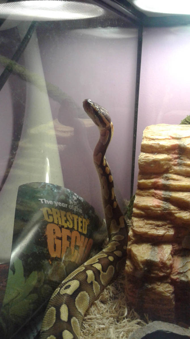 A Noodle Snek by Redwolfless
