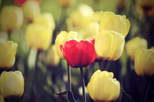 Red in yellow. by Araffatka