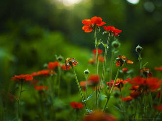 Green and red by Snowfall-lullaby