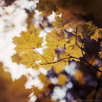 Tenderness by Snowfall-lullaby