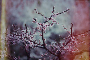 Hanami by Snowfall-lullaby