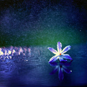rain by BaxiaArt rain by BaxiaArt